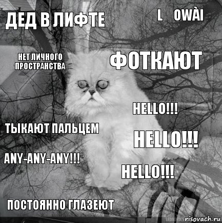 Дед в лифте Hello!!! фоткают постоянно глазеют тыкают пальцем lǎowài Hello!!! нет личного пространства Any-Any-Any!!! Hello!!!, Комикс  кот безысходность