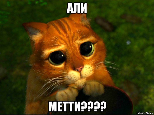 али метти????, Мем кот из шрека