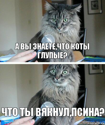 А вы знаете,что коты глупые? Что ты вякнул,псина?, Комикс  кот с микрофоном