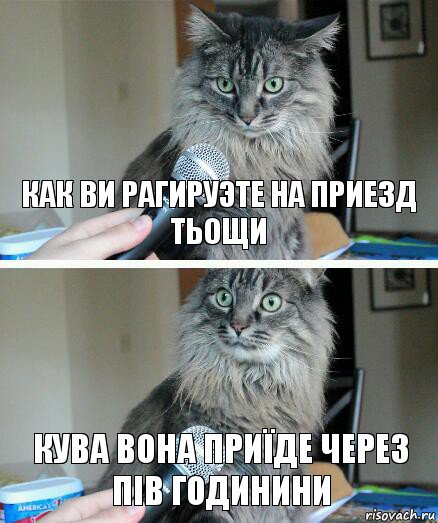 Как ви рагируэте на приезд тьощи Кува вона Приїде через пів годинини, Комикс  кот с микрофоном