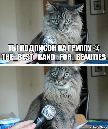 Ты подписон на группу @ the_best_band_for_beauties , Комикс  кот с микрофоном