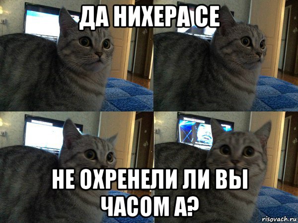 да нихера се не охренели ли вы часом а?, Мем  Кот в шоке