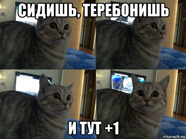 сидишь, теребонишь и тут +1, Мем  Кот в шоке