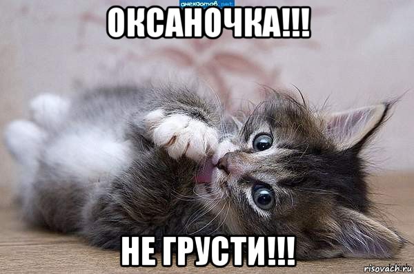 оксаночка!!! не грусти!!!, Мем  котенок