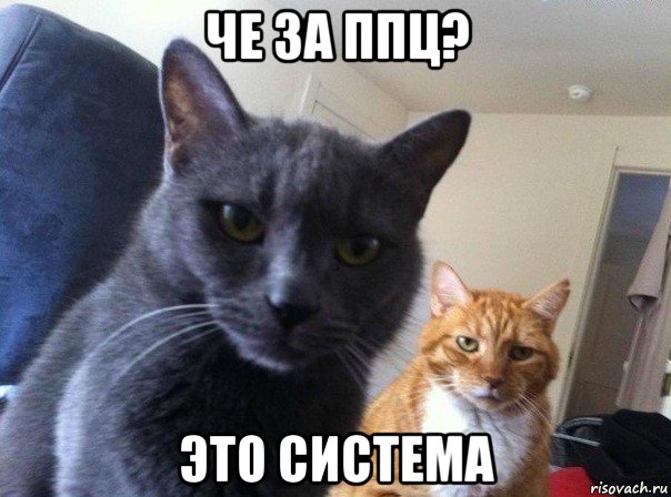 че за ппц? это система, Мем  Два котэ