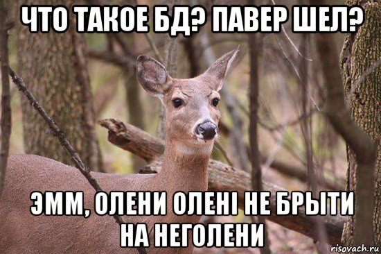 что такое бд? павер шел? эмм, олени оленi не брыти на неголени, Мем Наивная олениха