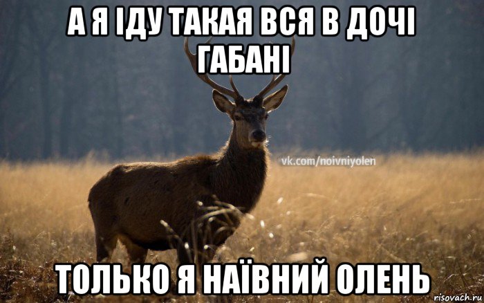 а я іду такая вся в дочі габані только я наївний олень, Мем Наивный Олень vk2