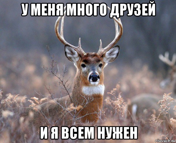 у меня много друзей и я всем нужен, Мем   Наивный олень