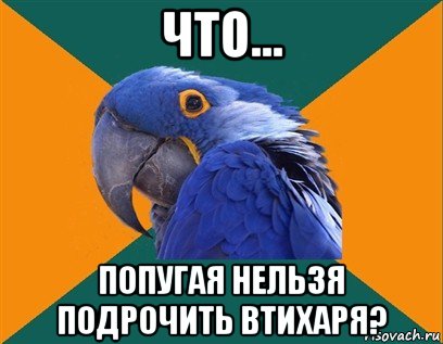 что... попугая нельзя подрочить втихаря?, Мем Попугай параноик