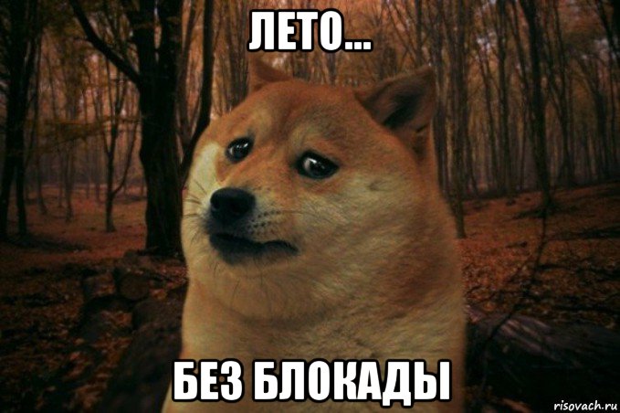 лето... без блокады, Мем SAD DOGE