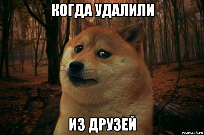 когда удалили из друзей, Мем SAD DOGE