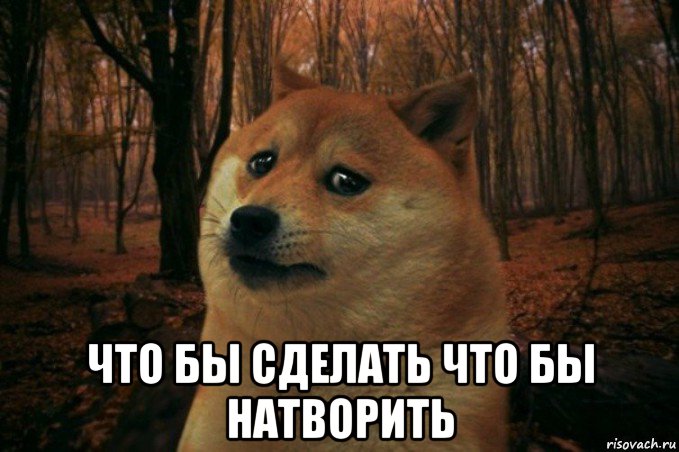  что бы сделать что бы натворить, Мем SAD DOGE