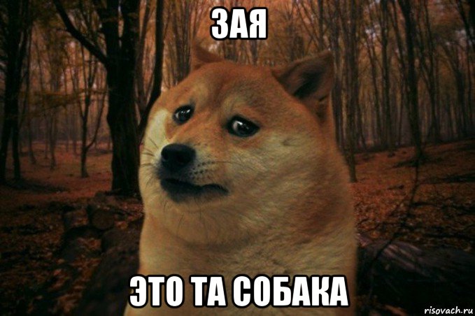 зая это та собака, Мем SAD DOGE