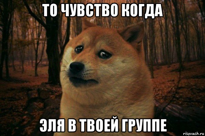 то чувство когда эля в твоей группе, Мем SAD DOGE