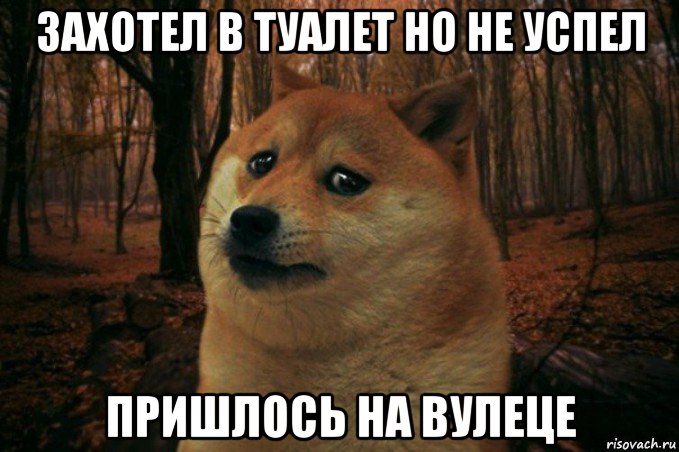 захотел в туалет но не успел пришлось на вулеце, Мем SAD DOGE