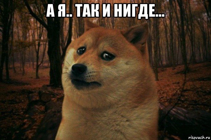 а я.. так и нигде... , Мем SAD DOGE