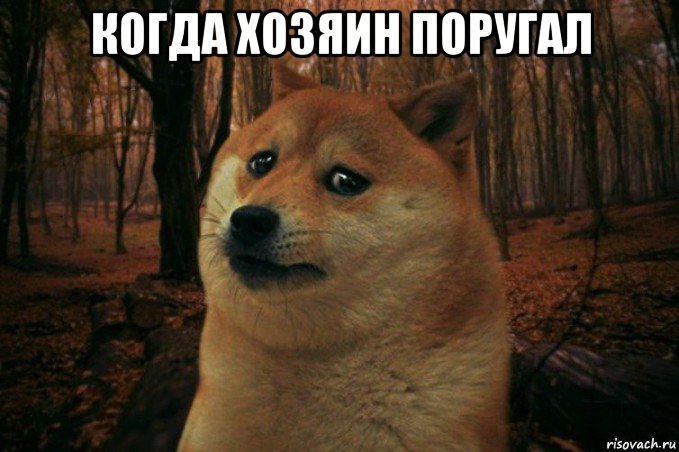 когда хозяин поругал , Мем SAD DOGE