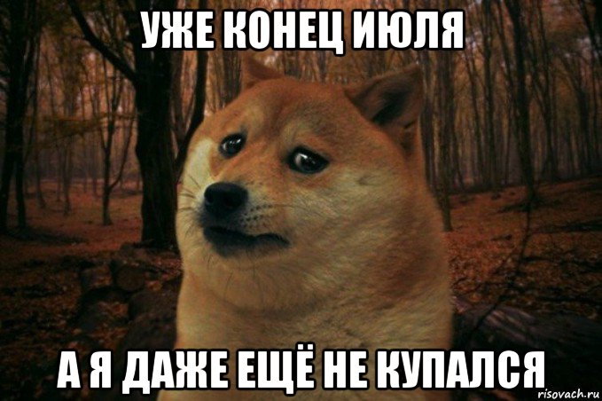 уже конец июля а я даже ещё не купался, Мем SAD DOGE