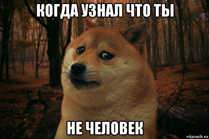 когда узнал что ты не человек, Мем SAD DOGE