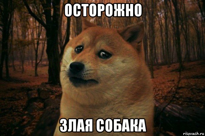 осторожно злая собака, Мем SAD DOGE