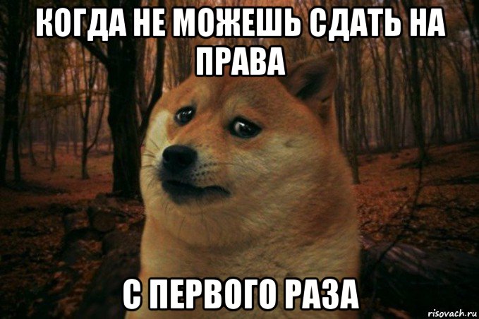 когда не можешь сдать на права с первого раза, Мем SAD DOGE