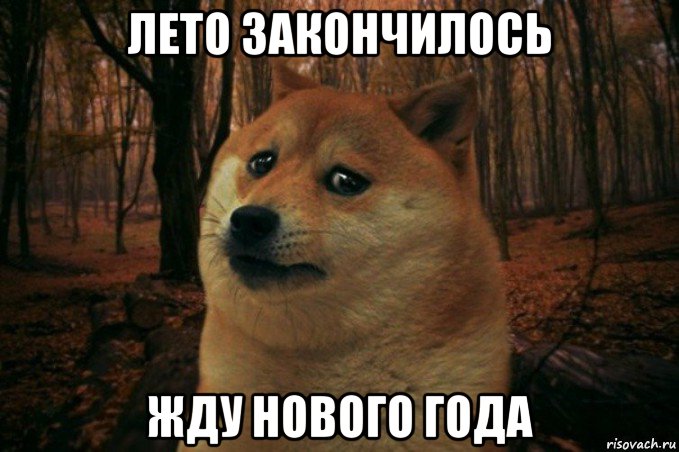 лето закончилось жду нового года, Мем SAD DOGE