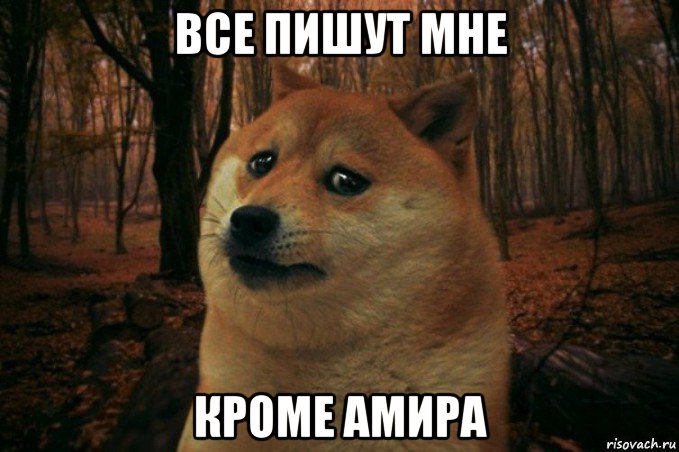 все пишут мне кроме амира, Мем SAD DOGE