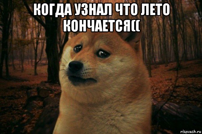 когда узнал что лето кончается(( , Мем SAD DOGE