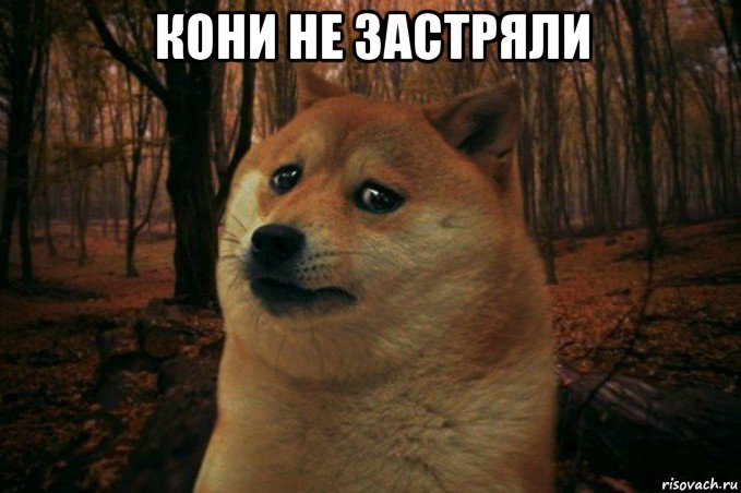 кони не застряли , Мем SAD DOGE