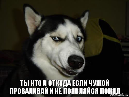 Ты кто и откуда если чужой проваливай и не появляйся понял, Комикс  Собака подозревака