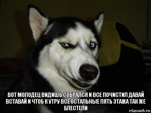 Вот молодец видишь собрался и все почистил давай вставай и чтоб к утру все остальные пять этажа так же блестели, Комикс  Собака подозревака