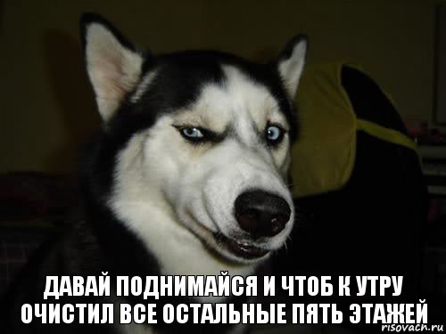 Давай поднимайся и чтоб к утру очистил все остальные пять этажей, Комикс  Собака подозревака