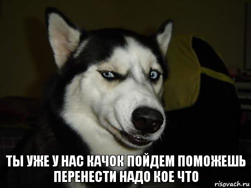 Ты уже у нас качок пойдем поможешь перенести надо кое что, Комикс  Собака подозревака