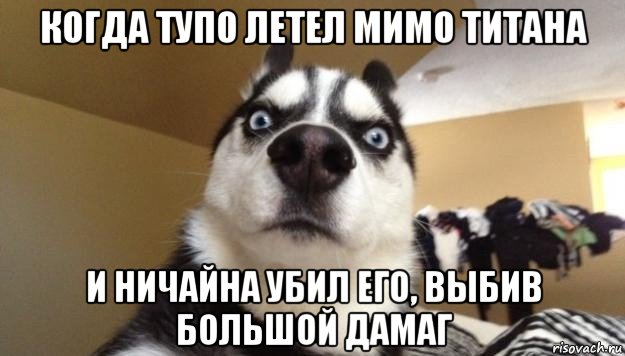 когда тупо летел мимо титана и ничайна убил его, выбив большой дамаг, Мем  Собака-удивляка