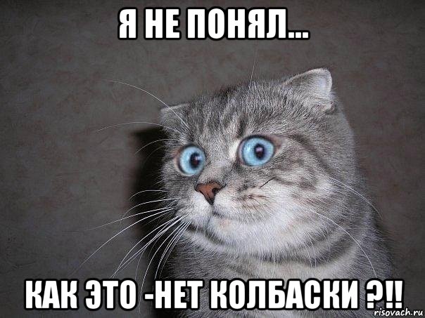 я не понял... как это -нет колбаски ?!!, Мем  удивлённый кот