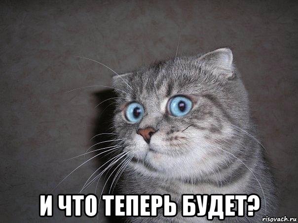  и что теперь будет?, Мем  удивлённый кот