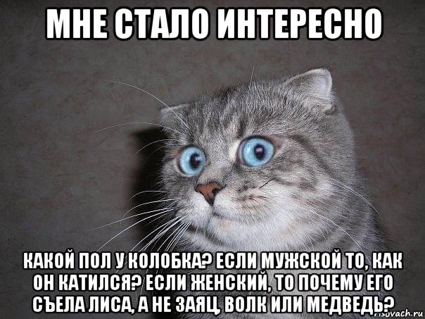 мне стало интересно какой пол у колобка? если мужской то, как он катился? если женский, то почему его съела лиса, а не заяц, волк или медведь?, Мем  удивлённый кот