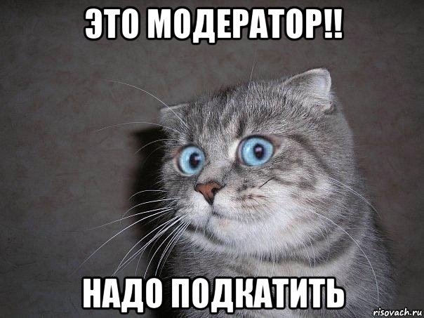 это модератор!! надо подкатить, Мем  удивлённый кот