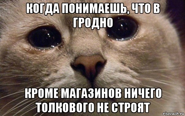 когда понимаешь, что в гродно кроме магазинов ничего толкового не строят, Мем   В мире грустит один котик