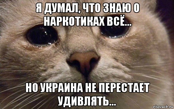 я думал, что знаю о наркотиках всё... но украина не перестает удивлять..., Мем   В мире грустит один котик