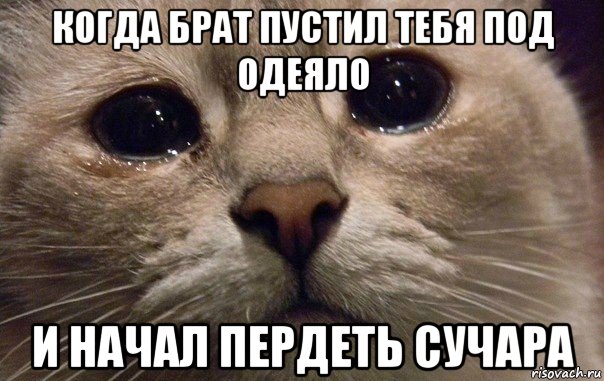 когда брат пустил тебя под одеяло и начал пердеть сучара, Мем   В мире грустит один котик