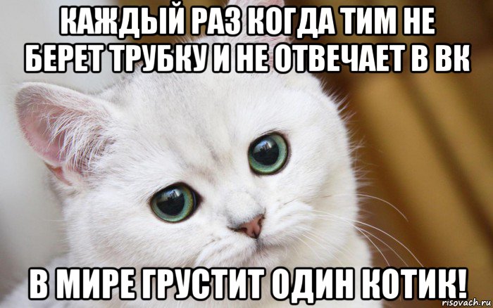 каждый раз когда тим не берет трубку и не отвечает в вк в мире грустит один котик!, Мем  В мире грустит один котик