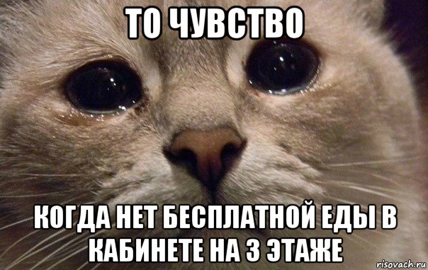 то чувство когда нет бесплатной еды в кабинете на 3 этаже, Мем   В мире грустит один котик