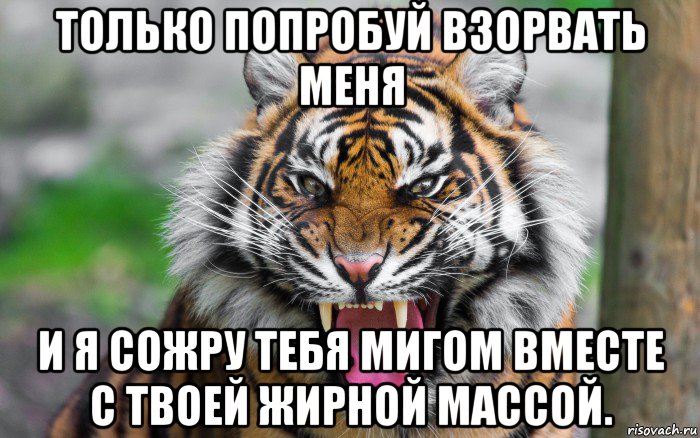 только попробуй взорвать меня и я сожру тебя мигом вместе с твоей жирной массой., Мем ДЕРЗКИЙ ТИГР