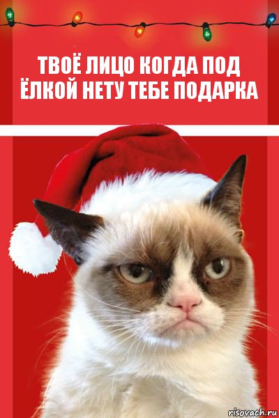 твоё лицо когда под ёлкой нету тебе подарка, Комикс  Grumpy cat new year