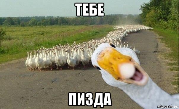 тебе пизда, Мем гуси