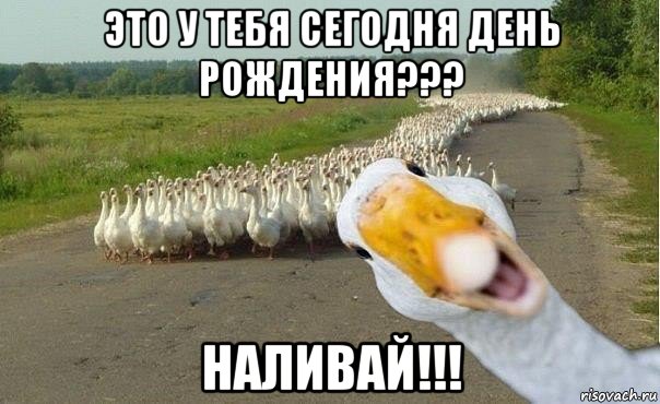 это у тебя сегодня день рождения??? наливай!!!, Мем гуси