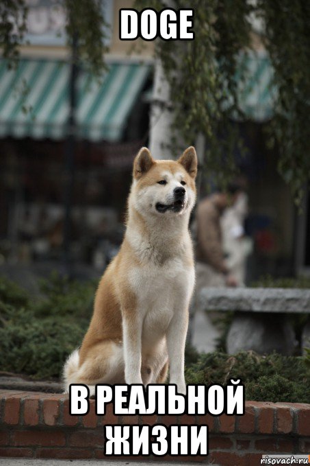 doge в реальной жизни