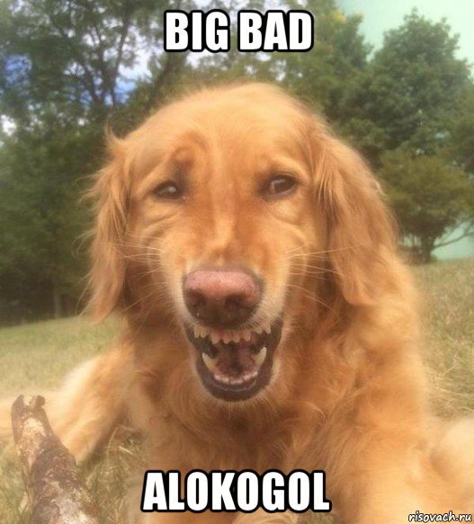 big bad alokogol