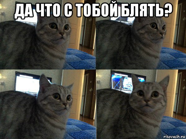 да что с тобой блять? , Мем  Кот в шоке